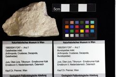 Foto (Objket + Etiketten) von Mundopsidae indet. 